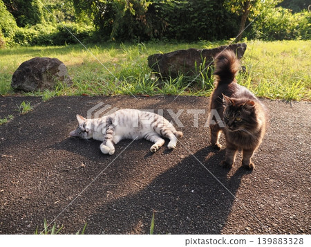 Cute cats playing together 139883328