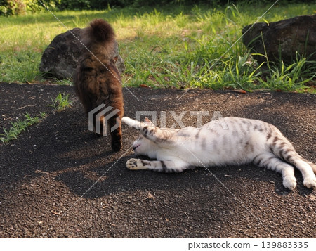 Cute cats playing together Cute cats playing together 139883335