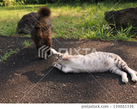 Cute cats playing together Cute cats playing together 139883336