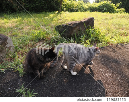 Cute cats playing together Cute cats playing together 139883353