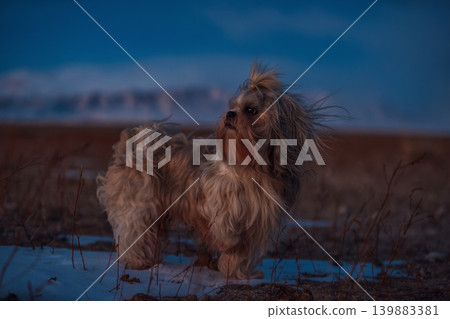 Shih tzu dog on mountains background at twilight 139883381