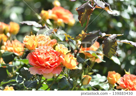 Flowers in a rose garden Flowers in a rose garden 139883430
