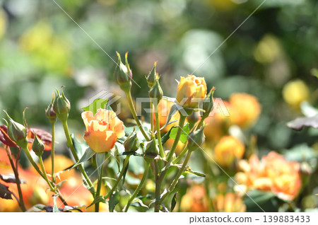Flowers in a rose garden Flowers in a rose garden 139883433