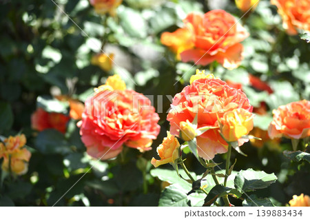 Flowers in a rose garden Flowers in a rose garden 139883434