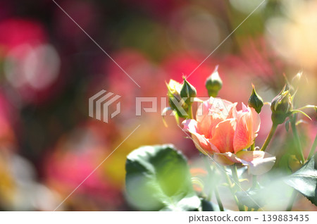 Flowers in a rose garden Flowers in a rose garden 139883435