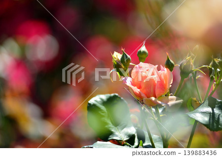 Flowers in a rose garden Flowers in a rose garden 139883436