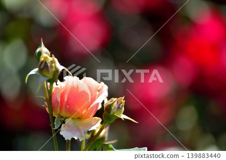 Flowers in a rose garden Flowers in a rose garden 139883440