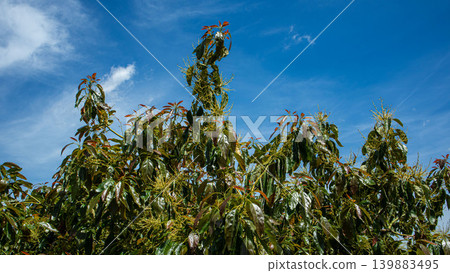 Avocado tree branches reach upward under a clear blue sky. Yellow flowers bloom alongside fresh red leaves on a sunny day. Wispy clouds float above the vibrant scene. Avocado tree branches reach upward under a clear blue sky. Yellow flowers bloom alongside fresh red leaves on a sunny day. Wispy clouds float above the vibrant scene. 139883495