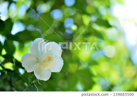 玫瑰花園裡的花 玫瑰花園裡的花 139883500