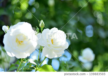 Flowers in a rose garden Flowers in a rose garden 139883503