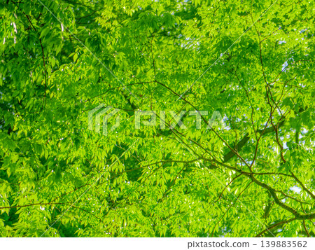 A photo of a tree with green leaves in the season of new green leaves A photo of a tree with green leaves in the season of new green leaves 139883562