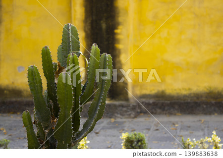 Green cactus against yellow wall background Green cactus against yellow wall background 139883638