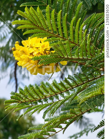 Yellow blossoms and green foliage of Peltophorum dubium in urban landscape 139883650