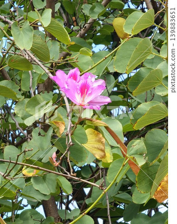 Close up Bauhinia variegata pink flowers on ornamental tropical tree 139883651