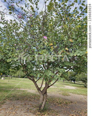 Bauhinia variegata ornamental flowering tree in Cordoba Argentina park Bauhinia variegata ornamental flowering tree in Cordoba Argentina park 139883654