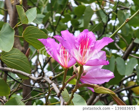 Bauhinia variegata pink flowers among green leaves in Cordoba Argentina 139883655
