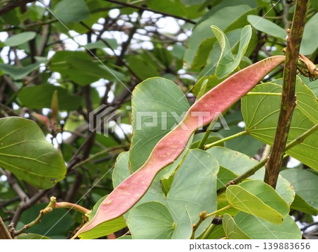 Close-up of Bauhinia variegated seeds on an ornamental tropical tree. 139883656