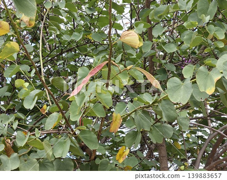Bauhinia variegata seed pods among green leaves in Cordoba Argentina 139883657
