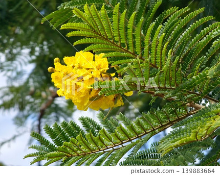 Closeup yellow flowers of Peltophorum dubium tropical flowering tree Closeup yellow flowers of Peltophorum dubium tropical flowering tree 139883664