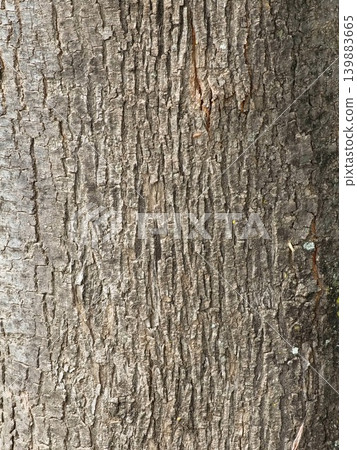 Natural bark texture of Peltophorum dubium tree trunk in Cordoba Argentina Natural bark texture of Peltophorum dubium tree trunk in Cordoba Argentina 139883665