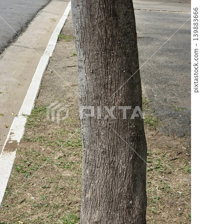 Tree trunk bark texture of Peltophorum dubium beside urban street 139883666