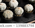 Astrophytum asterias superkabuto star cactus white speckled domes nursery pots 139883798