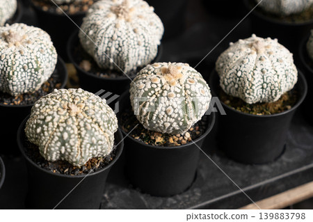 Astrophytum asterias superkabuto star cactus white speckled domes nursery pots 139883798