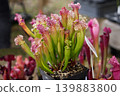 Potted Sarracenia leucophylla cluster colorful pitchers carnivorous bog plants display 139883800