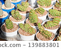 Crested monstrose Eulychnia castanea cactus offsets in white pots nursery market display 139883801