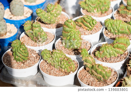 Crested monstrose Eulychnia castanea cactus offsets in white pots nursery market display Crested monstrose Eulychnia castanea cactus offsets in white pots nursery market display 139883801