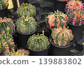 Group of variegated gymnocalycium cactus plants in black pots nursery 139883802