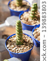Eulychnia castanea spiralis necklace stacked leaves succulents blue pots closeup 139883803