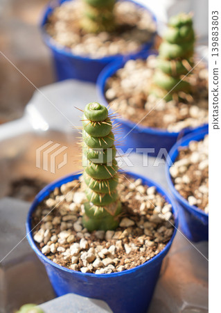 Eulychnia castanea spiralis necklace stacked leaves succulents blue pots closeup Eulychnia castanea spiralis necklace stacked leaves succulents blue pots closeup 139883803