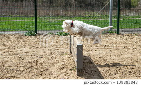 A white Westie dog is in mid air while jumping over a wooden obstacle at a pet training facility. The scene is set on a sunny day with grass in the background. A white Westie dog is in mid air while jumping over a wooden obstacle at a pet training facility. The scene is set on a sunny day with grass in the background. 139883848