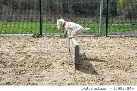 A West Highland White Terrier jumps over a wooden hurdle during agility training at an outdoor dog park. The sun is shining, and the grass is green in the background. A West Highland White Terrier jumps over a wooden hurdle during agility training at an outdoor dog park. The sun is shining, and the grass is green in the background. 139883849