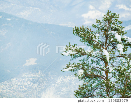 Snow, trees and winter or mountain forest for trekking adventure in cold weather, environment or freezing. Woods, hill and Swiss Alps in nature landscape for outdoor exploring or ice, frost or travel 139883979