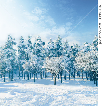 Trees, nature and snow in winter as landscape in Swiss Alps or vacation in mountains for holiday, explore or adventure. Woods, environment and cold weather or ice plants or forest, freezing or travel Trees, nature and snow in winter as landscape in Swiss Alps or vacation in mountains for holiday, explore or adventure. Woods, environment and cold weather or ice plants or forest, freezing or travel 139884163