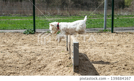 A West Highland White Terrier clears a jump at a professional dog agility course. The dog shows skill and energy while competing on a bright and sunny day outdoors. A West Highland White Terrier clears a jump at a professional dog agility course. The dog shows skill and energy while competing on a bright and sunny day outdoors. 139884167