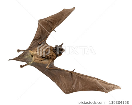 Isolated bat Otomops formosus is displayed with wings spread. This specimen is used for scientific research and education about bat anatomy and biology. Isolated bat Otomops formosus is displayed with wings spread. This specimen is used for scientific research and education about bat anatomy and biology. 139884168