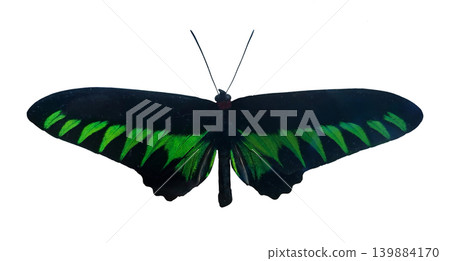 A green butterfly Trogonoptera brookiana is displayed with its wings outstretched. This butterfly exhibits vibrant colors while resting. The background enhances its features. A green butterfly Trogonoptera brookiana is displayed with its wings outstretched. This butterfly exhibits vibrant colors while resting. The background enhances its features. 139884170