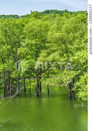 Shirakawa Lake and submerged forest in fresh greenery, Iide Town, Yamagata Prefecture Shirakawa Lake and submerged forest in fresh greenery, Iide Town, Yamagata Prefecture 139884227
