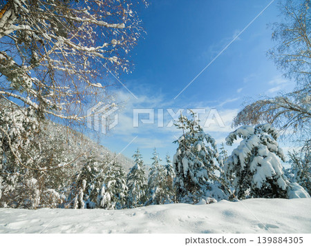 Snow, trees and landscape of forest in winter, nature or plants in environment at park. Outdoor, ice or woods with freezing weather, cold and frost in the countryside at field with blue sky in Sweden Snow, trees and landscape of forest in winter, nature or plants in environment at park. Outdoor, ice or woods with freezing weather, cold and frost in the countryside at field with blue sky in Sweden 139884305