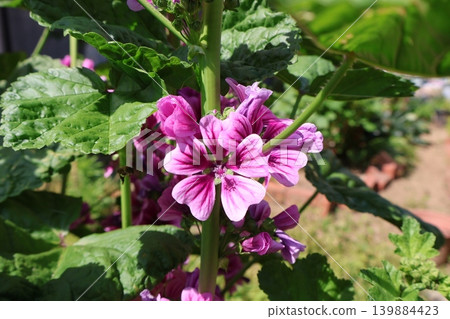 Malva flowers blooming in the flowerbed Malva flowers blooming in the flowerbed 139884423