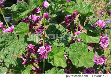 Malva flowers blooming in the flowerbed Malva flowers blooming in the flowerbed 139884425