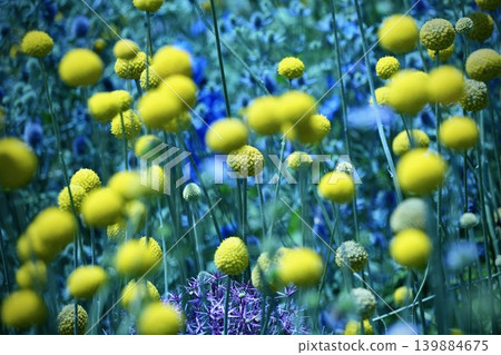 A beautiful field of Craspedia flowers with a striking contrast of yellow and blue. A beautiful field of Craspedia flowers with a striking contrast of yellow and blue. 139884675