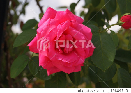 花園裡盛開的粉紅玫瑰花瓣 花園裡盛開的粉紅玫瑰花瓣 139884743
