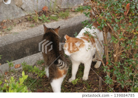 A scene of two cats playing in the garden. A scene of two cats playing in the garden. 139884785