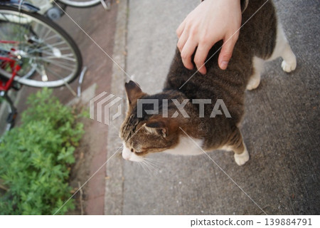A scene of a hand stroking a cat on the sidewalk. A scene of a hand stroking a cat on the sidewalk. 139884791