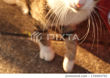 The moment a cat's whiskers are illuminated by the sun. The moment a cat's whiskers are illuminated by the sun. 139884792
