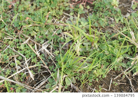 Close-up of the ground overgrown with weeds Close-up of the ground overgrown with weeds 139884795